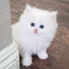 Photo №1. persian cat - for sale in the city of Brussels | negotiated | Announcement № 78764