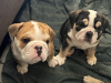 Photo №1. english bulldog - for sale in the city of Berlin | negotiated | Announcement № 90404