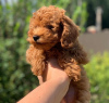 Photo №4. I will sell poodle (toy) in the city of Berlin. breeder - price - negotiated