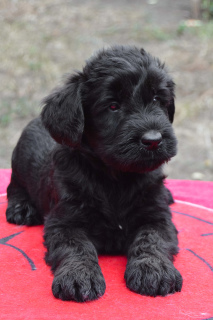 Photo №1. giant schnauzer - for sale in the city of Krivoy Rog | 500$ | Announcement № 3520