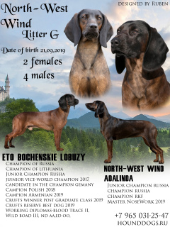 Additional photos: Bavarian mountain hound