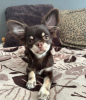 Photo №1. chihuahua - for sale in the city of Munich | 269$ | Announcement № 105039