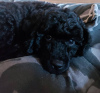 Photo №2 to announcement № 76461 for the sale of poodle (dwarf) - buy in Moldova private announcement