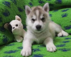 Photo №2 to announcement № 5737 for the sale of siberian husky - buy in Russian Federation from nursery