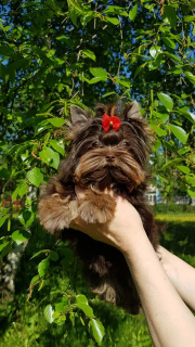 Photo №2 to announcement № 2676 for the sale of yorkshire terrier - buy in Russian Federation from nursery