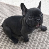 Photo №1. french bulldog - for sale in the city of Lisbon | negotiated | Announcement № 94448