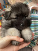 Photo №2 to announcement № 9669 for the sale of german spitz - buy in Russian Federation breeder