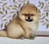 Photo №3. Pomeranian Spitz for sale. Russian Federation