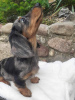 Photo №1. dachshund - for sale in the city of Brest | 505$ | Announcement № 47678