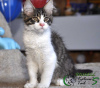 Photo №1. maine coon - for sale in the city of St. Petersburg | 605$ | Announcement № 9364