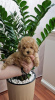 Photo №4. I will sell poodle (toy) in the city of Нови Сад. breeder - price - negotiated