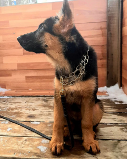 Photo №2 to announcement № 5631 for the sale of german shepherd - buy in Russian Federation from nursery, breeder