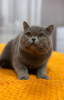 Photo №2 to announcement № 93108 for the sale of british shorthair - buy in Germany private announcement