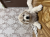 Photo №2 to announcement № 84054 for the sale of golden retriever - buy in Ukraine 