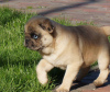 Photo №2 to announcement № 45437 for the sale of pug - buy in Romania breeder