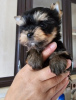 Photo №2 to announcement № 103657 for the sale of yorkshire terrier - buy in Turkey private announcement