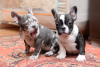 Photo №3. French bulldog EXOTIC puppies. Serbia