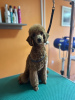 Additional photos: Red Poodle, male puppy