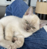 Photo №1. burmese cat - for sale in the city of Vienna | 317$ | Announcement № 88505