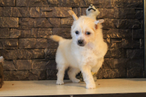 Photo №1. chinese crested dog - for sale in the city of Izhevsk | 0$ | Announcement № 3788