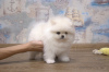 Additional photos: Pomeranian spitz girl KSU bear buy dog tsucenya puppy gift