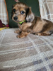 Photo №1. dachshund - for sale in the city of New York | 400$ | Announcement № 103870