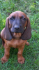 Photo №1. bavarian mountain hound - for sale in the city of Tworóg | 845$ | Announcement № 114678