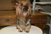 Photo №1. yorkshire terrier - for sale in the city of Йокнеам-Илит | 1800$ | Announcement № 11123
