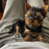 Photo №1. yorkshire terrier - for sale in the city of Ljubljana | negotiated | Announcement № 85268