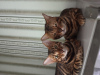 Photo №4. I will sell bengal cat in the city of Баку. breeder - price - negotiated