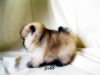 Photo №2 to announcement № 7827 for the sale of pomeranian - buy in Russian Federation breeder