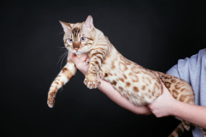 Photo №2 to announcement № 4803 for the sale of bengal cat - buy in Russian Federation private announcement