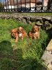 Photo №2 to announcement № 103851 for the sale of cavalier king charles spaniel - buy in Serbia breeder