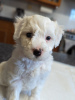 Photo №1. maltese dog - for sale in the city of Charlotte | 410$ | Announcement № 83630