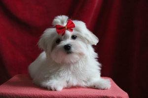 Photo №4. I will sell maltese dog in the city of Москва. breeder - price - negotiated