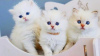 Photo №1. persian cat - for sale in the city of Duisburg | negotiated | Announcement № 32034