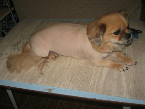 Photo №2. Service of the groomer in Russian Federation. Price - 13$. Announcement № 5208