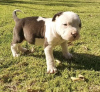 Photo №4. I will sell american pit bull terrier in the city of Munich. breeder - price - 423$