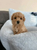 Photo №2 to announcement № 77744 for the sale of poodle (dwarf) - buy in Finland private announcement