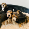Photo №1. beagle - for sale in the city of Berlin | negotiated | Announcement № 90403