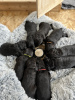 Photo №3. Zwarte Labradoodle-pups te koop. Netherlands