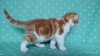 Photo №2 to announcement № 9311 for the sale of scottish fold - buy in Russian Federation breeder