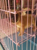 Photo №2 to announcement № 125046 for the sale of french bulldog - buy in Philippines private announcement