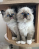 Photo №3. Email  isabellamoraraes@gmail.com Quality Ragdoll kittens for Re-homing. United Kingdom