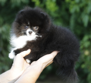 Photo №4. I will sell pomeranian in the city of Sevastopol. breeder - price - 3000$