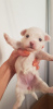 Photo №2 to announcement № 19344 for the sale of maltese dog - buy in Hungary private announcement