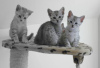 Photo №1. egyptian mau - for sale in the city of Helsinki | negotiated | Announcement № 118724