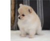 Photo №2 to announcement № 17359 for the sale of pomeranian - buy in Switzerland breeder