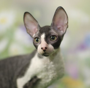 Photo №4. I will sell cornish rex in the city of Moscow. from nursery, breeder - price - 706$