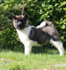 Photo №4. I will sell american akita in the city of Москва. from nursery, breeder - price - negotiated